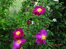 Violacea