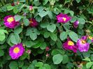 Violacea