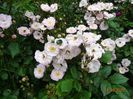 Perennial Blush