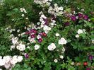 Perennial Blush, Violette