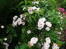 Perennial Blush