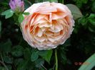 Ambridge Rose