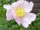 rosa roxburghii