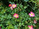 Fleurette
