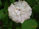 White Jacques Cartier
