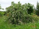 rosa canina