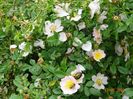 rosa canina