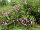 Pompon de Bourgogne