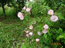 Guirlande Rose