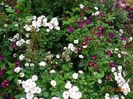 Perennial Blush, Violette