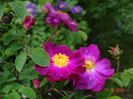Violacea