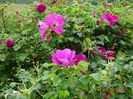 rosa rugosa