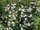 Paul's Himalayan Musk