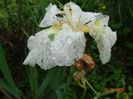 iris sibirica Swan in Flight