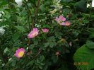 rosa rubiginosa
