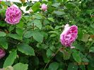 Gertrude Jekyll