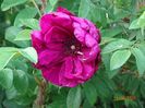 Rotes Phanomenon