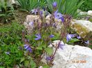 campanula portenschlagiana