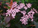 sambucus Black Beauty