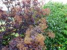 cotinus coggyria Royal Purple