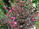 weigela Alexandra