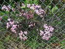 sambucus Guincho Purple