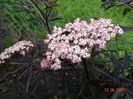 sambucus Black Lace