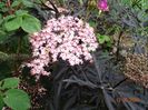 sambucus Black Lace