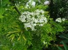 sambucus Golden Tower