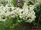 pyracantha Soleil d'Or