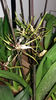brassia "toscane"