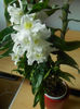 orhidee 12 Dendrobium nobile dec 2018
