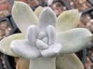 Dudleya pachyphytum