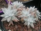 Dudleya greenei