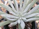 Dudleya virens var. hassei