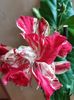 received_348016622830889