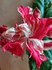received_312383896452788