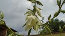 Yucca filamentosa