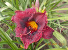 Sr-r3,4-wianah double purple