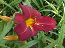 all american plum-8