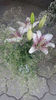lilium orientale "sweet zanica"-gypsophila paniculata
