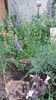 lavandula angustifolia