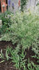 gypsophila paniculata(voalul miresei)