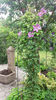 clematis hybr. pink