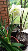 amaryllis "snow white"