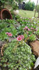 sempervivum mix