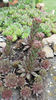 sempervivum mix