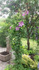clematis hybr. pink