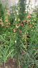 penstemon pink