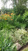 hemerocallis flava